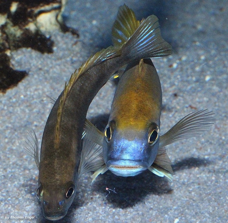 Gephyrochromis lawsi 'Nkhata Bay'